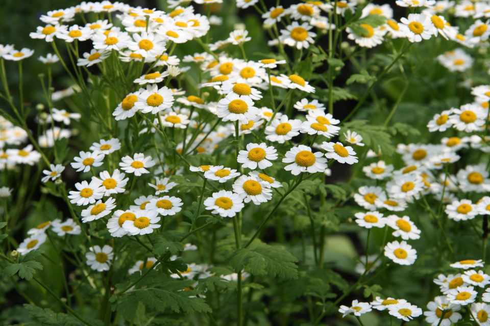 How to use feverfew for migraine prevention