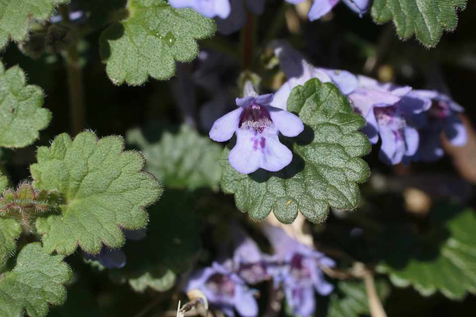 The health benefits of the medicinal herb Ground Ivy