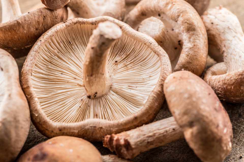 How to boost your immune system with shiitake mushrooms