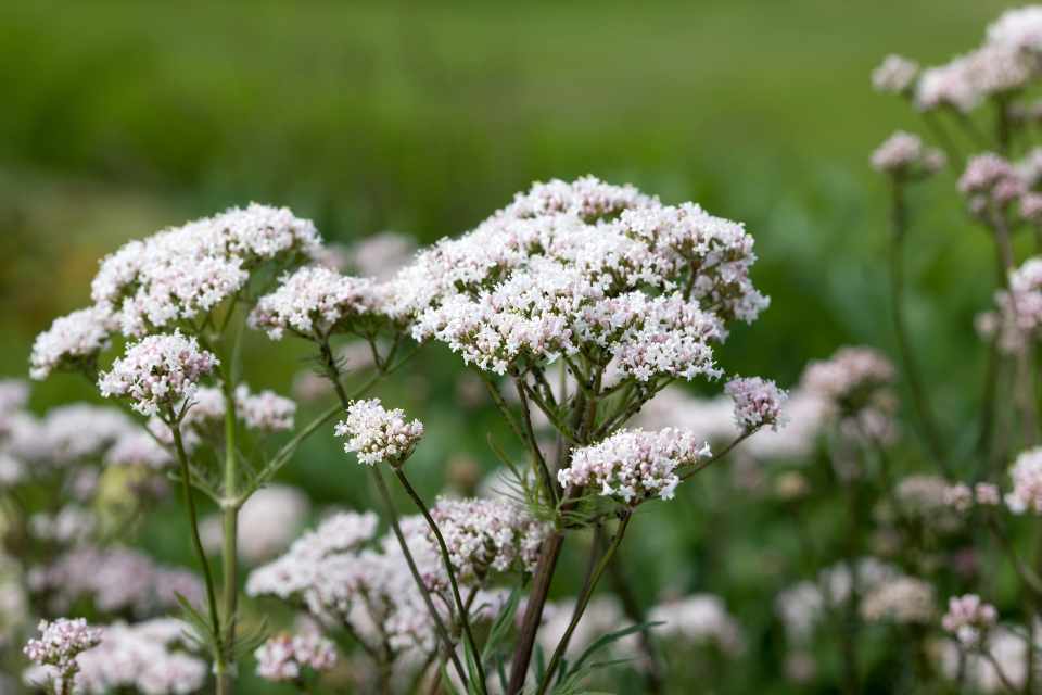 Valerian and the benefits of synergy